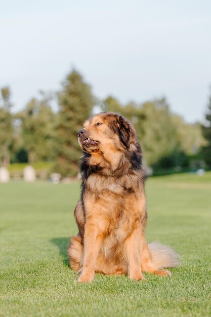 Perro de raza mastín tibetano en la hierba