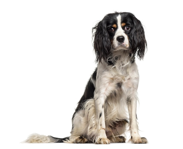 Perro de raza mixta, 1 año de edad, sentada contra el fondo blanco.