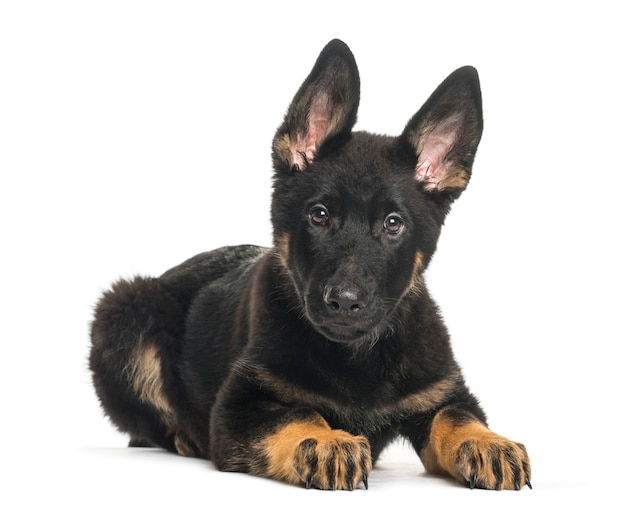 Perro de raza mixta, 4 meses de edad, delante de un fondo blanco