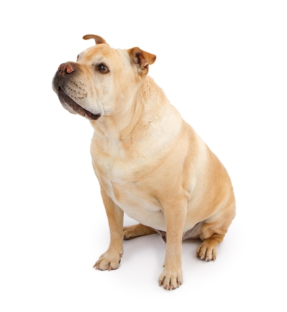 Perro de raza mixta Bulldog Inglés y SharPei