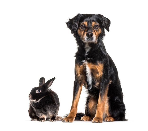 Perro de raza mixta y un conejo sentado contra el fondo blanco.