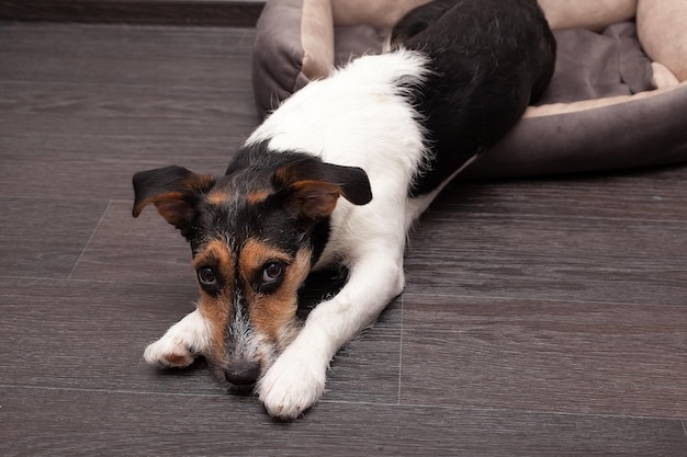 Un perro de raza mixta jack russel acostado en el estudio contra un fondo claro