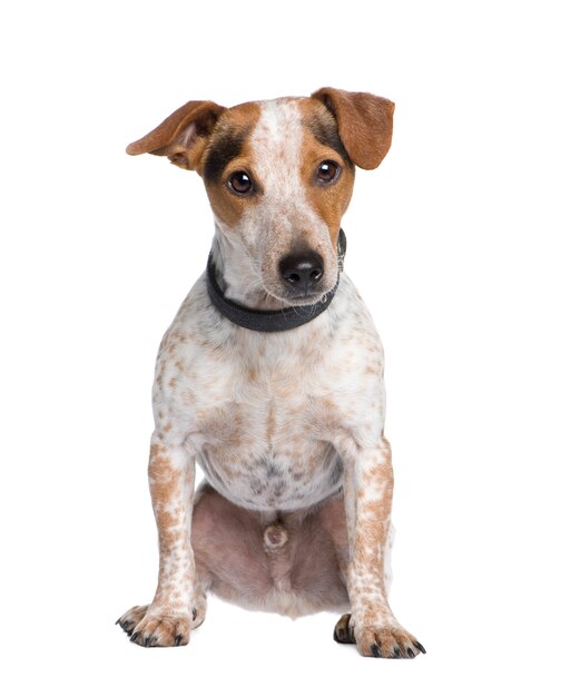 Perro de raza mixta entre un jack russell y un Dachshund con 3 años. Retrato de perro aislado