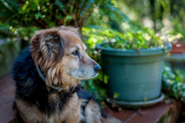 Perro de raza mixta en un jardín.