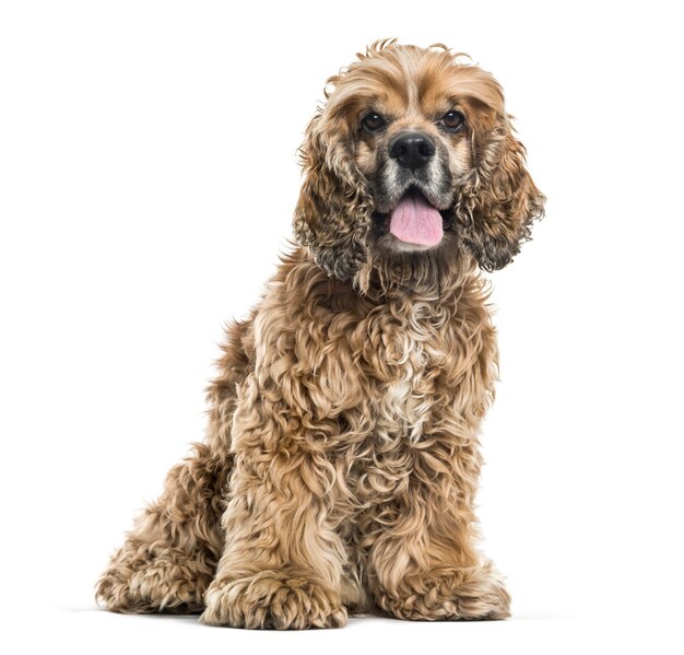 Perro de raza mixta marrón sentado y jadeando contra el fondo blanco.