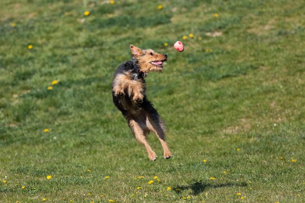 Un perro de raza mixta negro y marrón salta para atrapar la pelota arrojada por el dueño