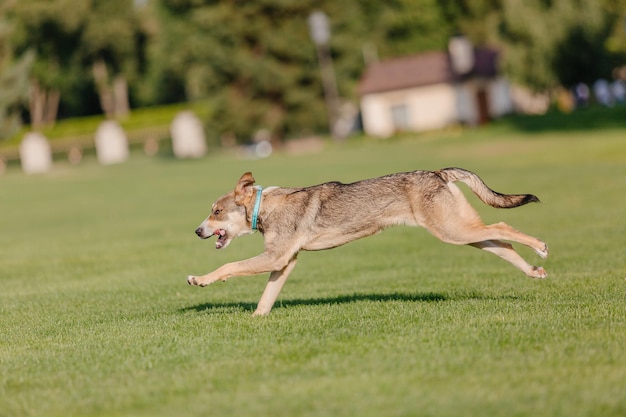 Un perro de raza mixta en un paseo. Perro corriendo sobre la hierba. Lindo perro jugando. mascota divertida. Adopción de mascotas.