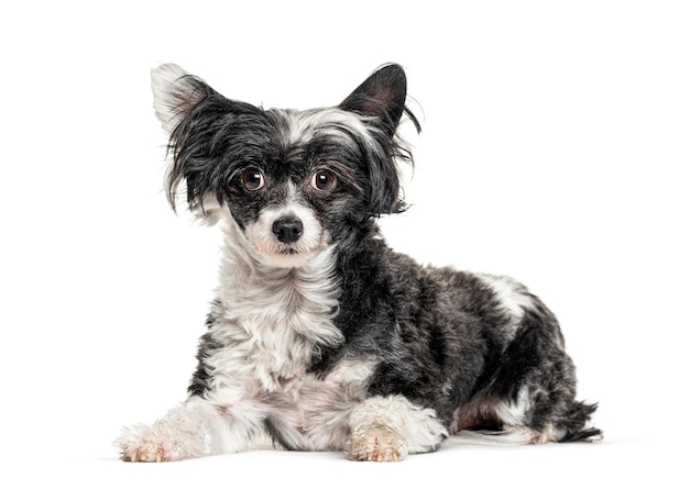 Perro de raza mixta con un perro crestado chino aislado en blanco