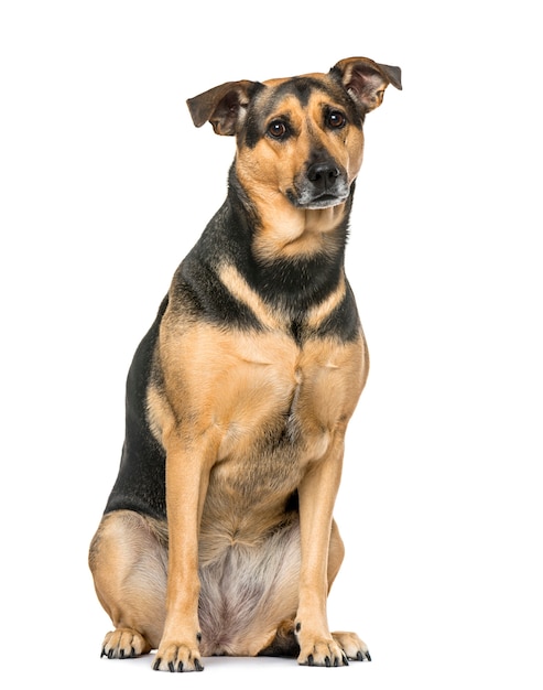 Foto perro de raza mixta sentado, aislado en blanco