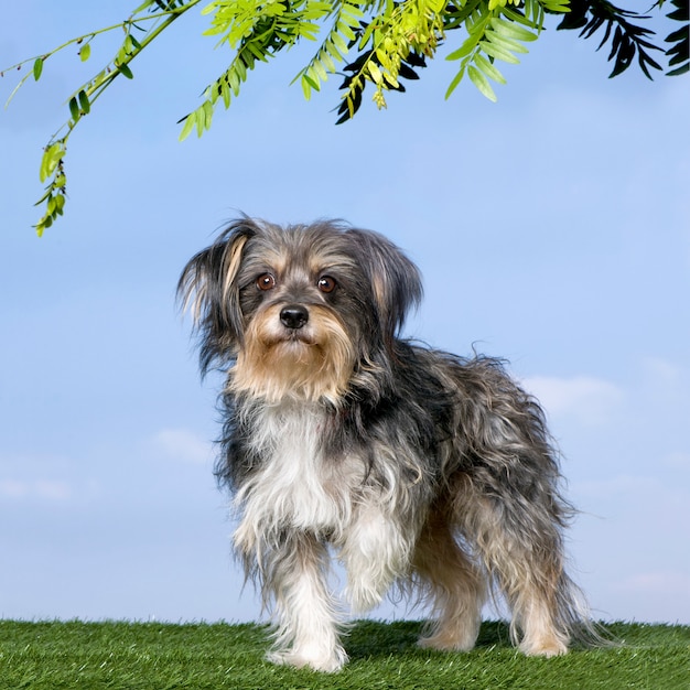 Perro de raza mixta con un yorkshire de pie delante de la hierba contra el cielo azul