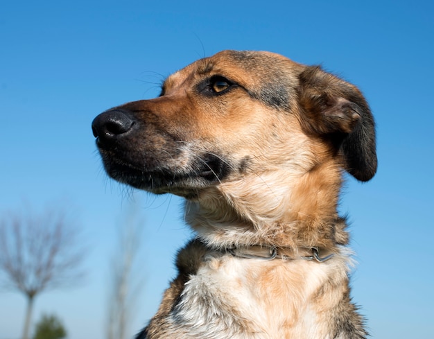 Perro de raza mixta