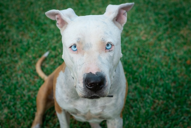 Perro de raza peligrosa en fondo verde