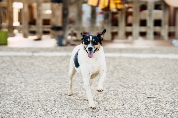 Perro de raza pequeña corriendo con expresión feliz en la calle