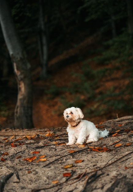 Perro de raza pequeña con pelaje blanco sentado en el bosque