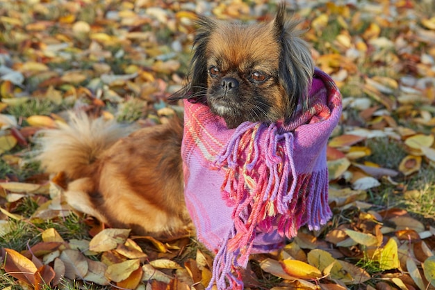 Perro de raza pequinés en un día soleado de otoño