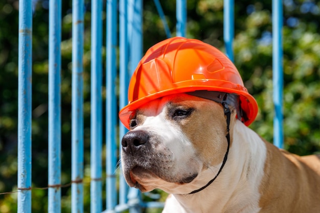 Perro de raza pit bull terrier en un casco de construcción naranja detrás de una valla azul
