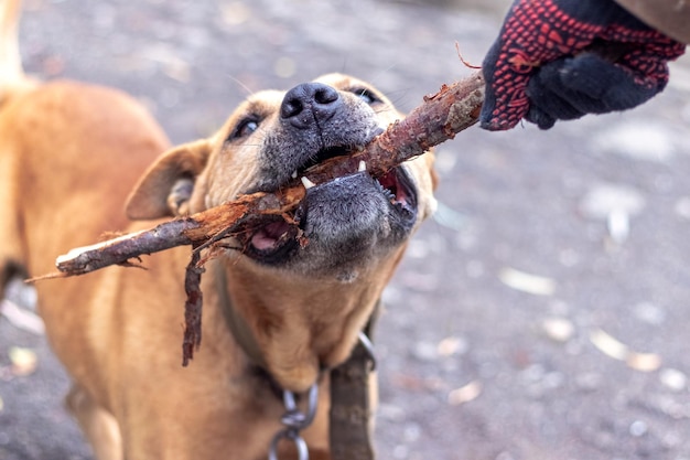 El perro de la raza pit bull terrier tiene un palo en los dientes durante el entrenamiento