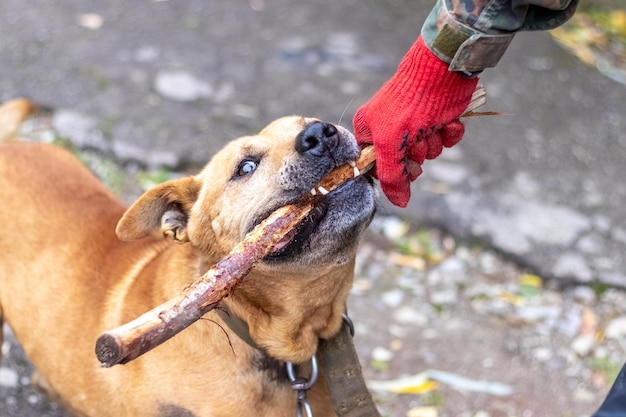 El perro de la raza pit bull terrier tiene un palo en los dientes durante el entrenamiento