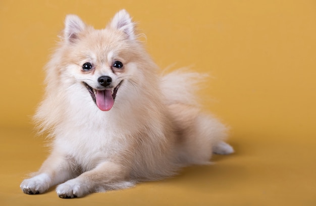 Perro de raza Pomerania acostado con la cabeza levantada y sacando la lengua