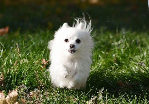 Perro de raza Pomerania blanco