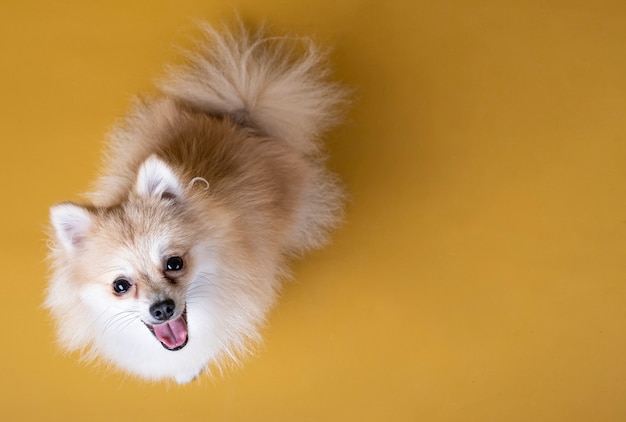 Perro de raza Pomerania mirando hacia arriba