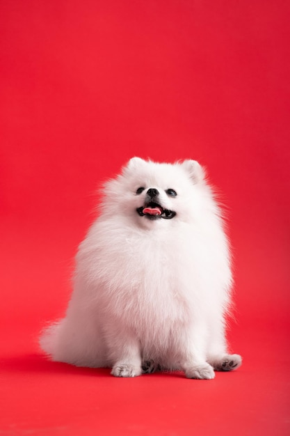 Perro de raza Pomerania spitz divertido se sienta sobre un fondo rojo.