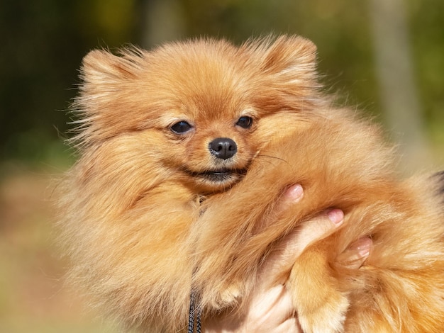 Perro de raza pomeranian spitz en brazos de su amante