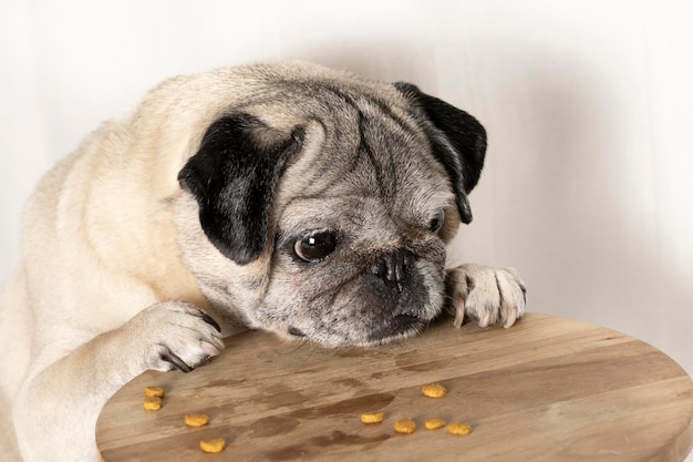 Perro de raza Pug con cara adorable tratando de atrapar comida. Perro mirando comida. Perro comiendo.