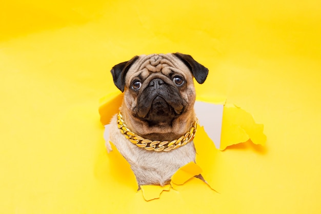 Perro de raza pug lindo perro en cadena de oro sobre fondo amarillo