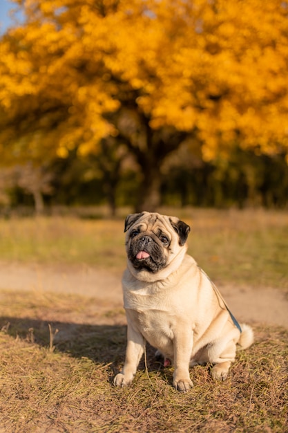 Un perro de raza pug se sienta en un parque de otoño en hojas amarillas sobre un fondo de árboles y bosque de otoño.