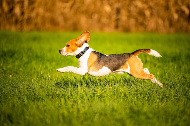 Perro raza pura beagle saltando y corriendo como loco a través del rocío matutino en la luz del sol de otoño canino de acción rápida disparar correr hacia la cámara