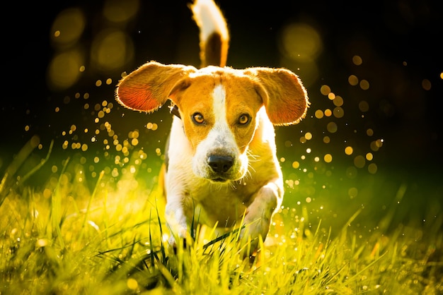 Perro raza pura beagle saltando y corriendo como loco a través del rocío matutino en la luz del sol de otoño canino de acción rápida disparar correr hacia la cámara