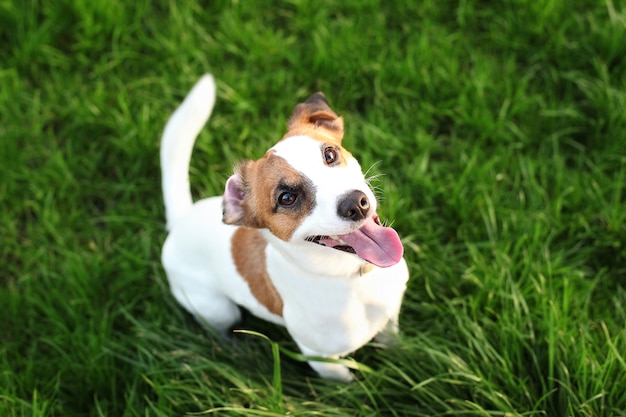 Perro de raza pura Jack Russell Terrier al aire libre en la naturaleza en la hierba en un día de verano. Perro feliz se sienta en el parque. Perro Jack Russell Terrier sonriendo en la pared de hierba. Parson Russell Terrier hacer