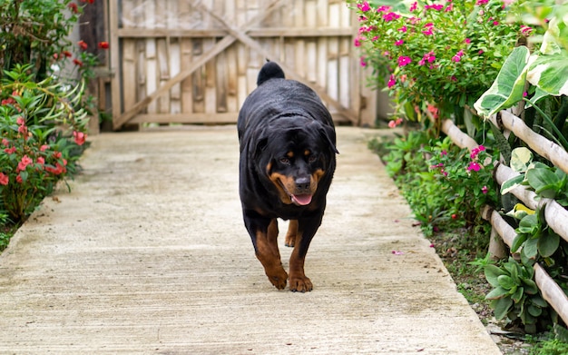 Perro de raza Rottweiler caminando cerca del jardín