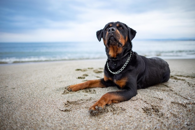 El perro de raza Rottweiler yace en la playa y escucha los sonidos esperando al dueño