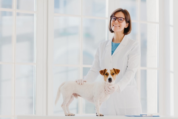 Perro de raza russell terrier examinado y consultado por un veterinario