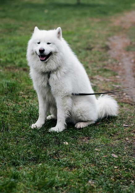 Perro de raza samoyeda