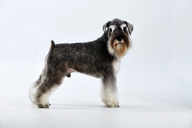 Perro de raza Schnauzer terrier