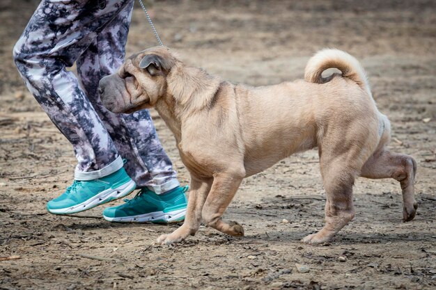 Foto un perro de la raza shar pei en una exposición canina