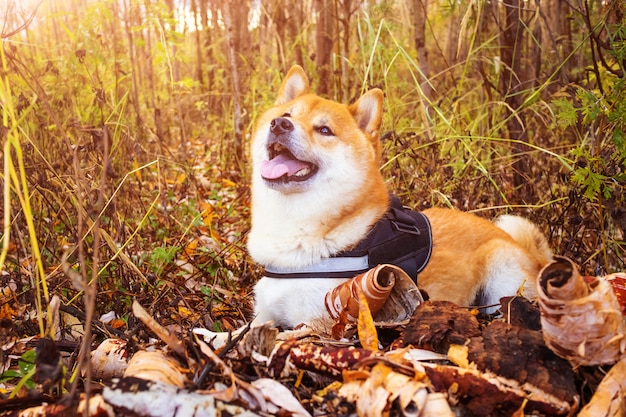 Perro de raza Shiba In en la naturaleza de otoño.