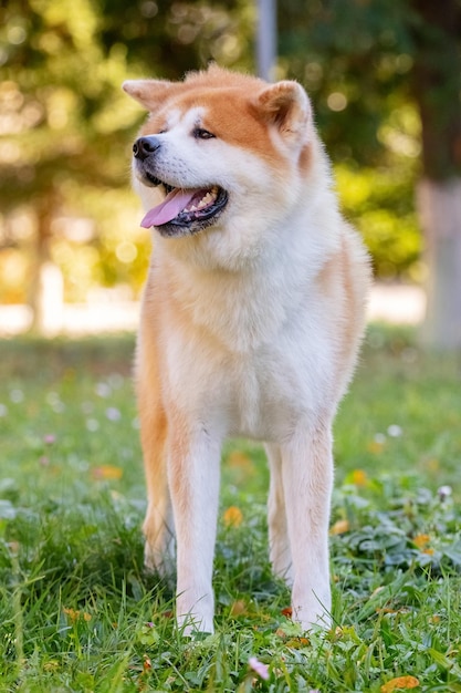 Un perro de la raza shibainu se para en el parque sobre la hierba