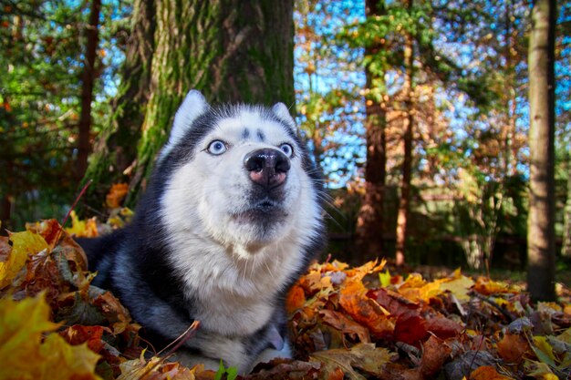 Perro de raza Siberian Husky yace en la hierba y juega en el bosque soleado de otoño