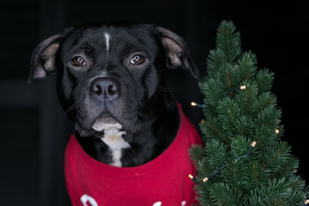 Perro de raza Staffordshire Bull Terrier, negro, vistiendo una camiseta
