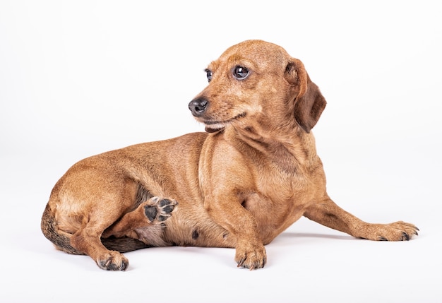 Perro de raza Teckel acostado de lado y mirando a la izquierda, muestra felicidad