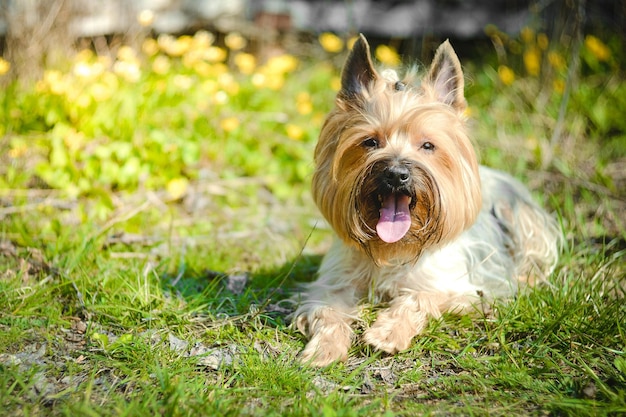 Perro de raza Yorkshire Terrier estándar yace sobre la hierba