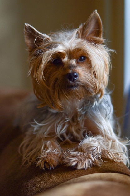 Perro de raza Yorkshire Terrier estándar