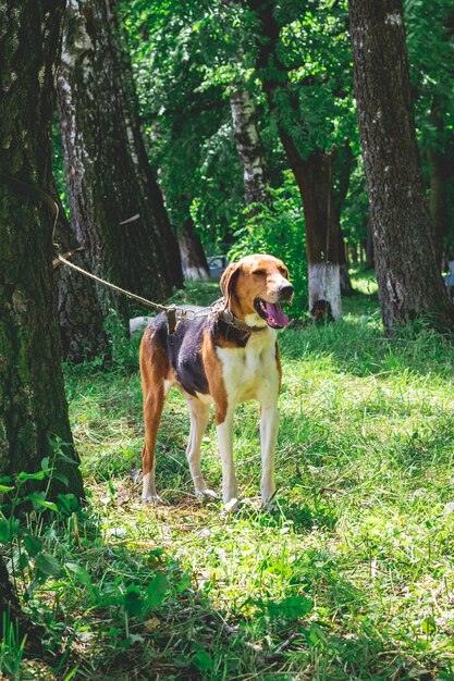 Perro de razas sabueso estonio en un parque entre árboles