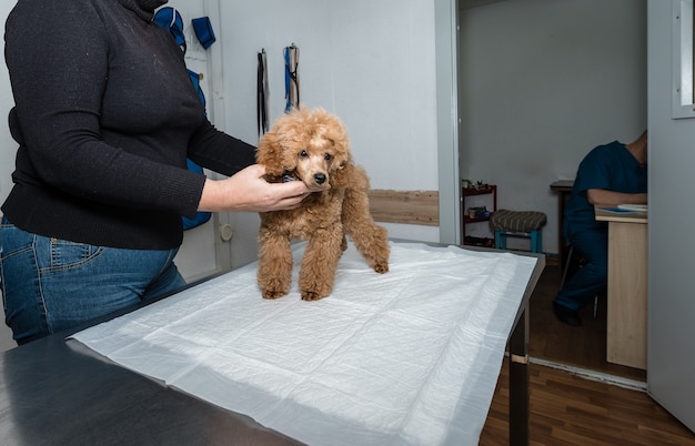 Perro en recepción en el veterinario