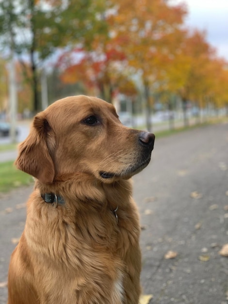 El perro recuperador se sienta en un clima nublado en la carretera contra el fondo de árboles dorados y brillantes