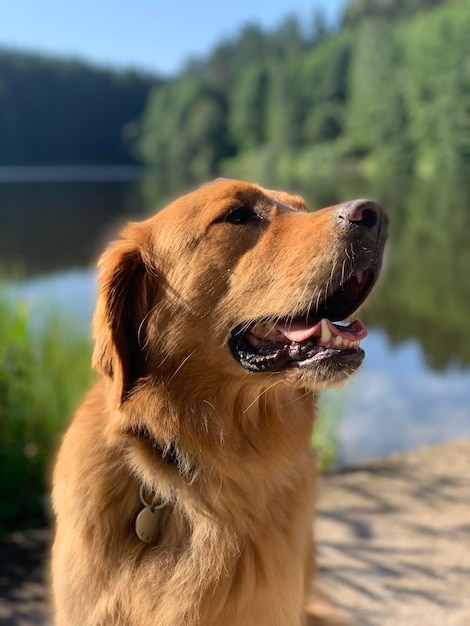 El perro recuperador se sienta en la orilla del lago en un día caluroso y soleado con el telón de fondo del bosque